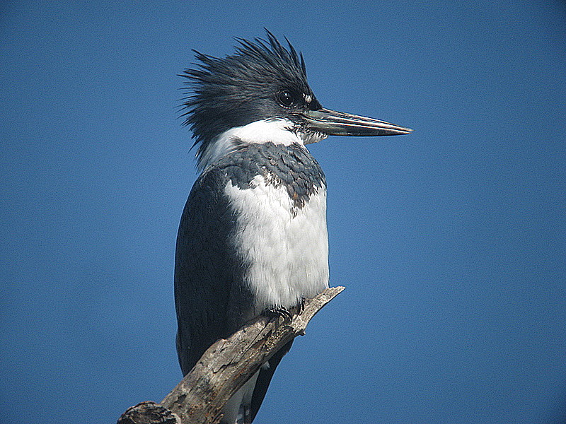 kingfisher