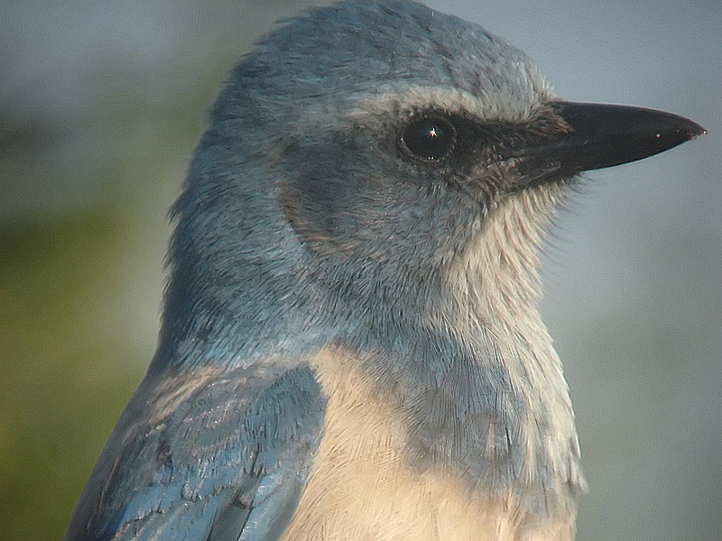 Florida Scrubjay close-up