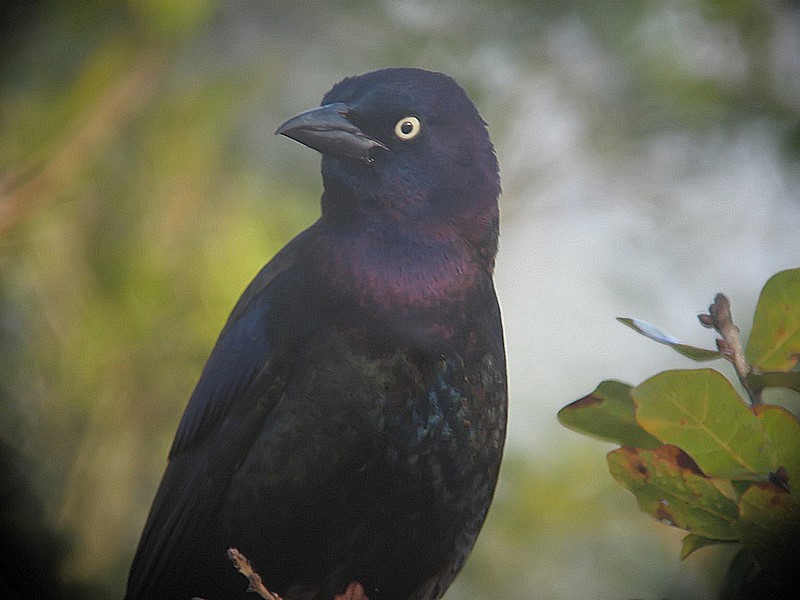 grackle