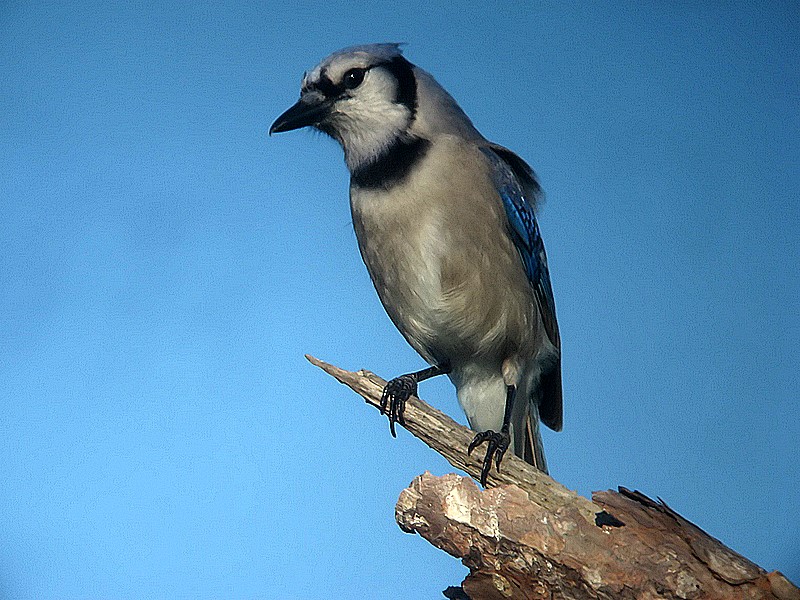 bluejay
