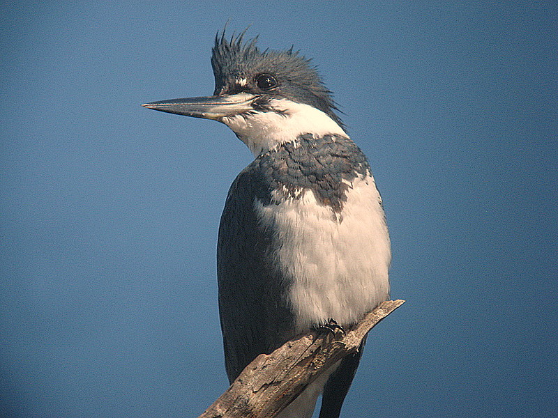 kingfisher