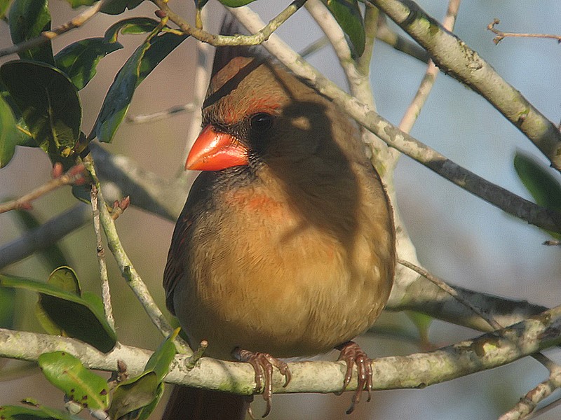 Cardinal