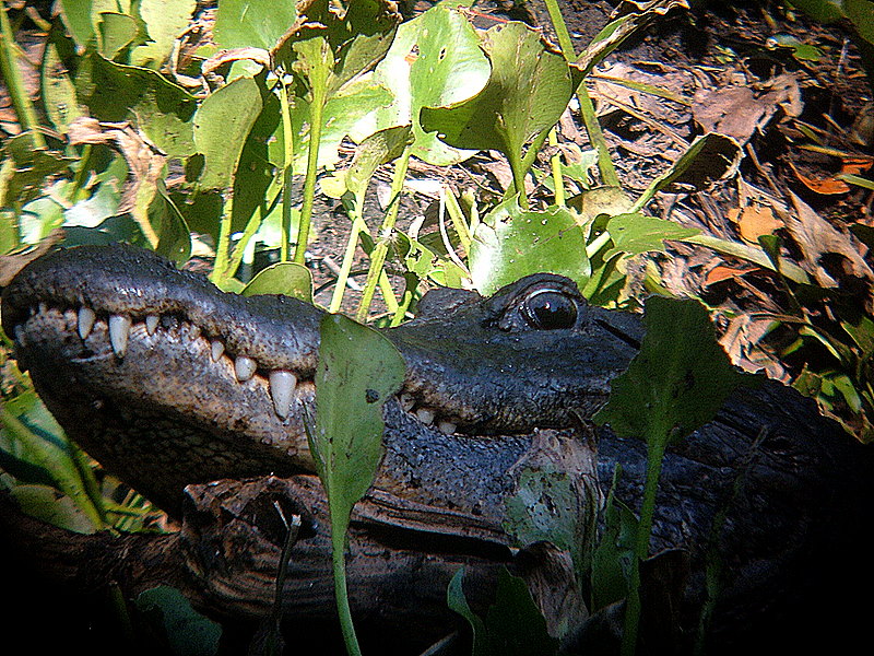 mama gator