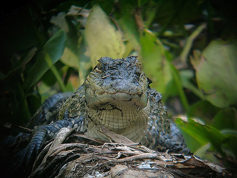 juvenille gator