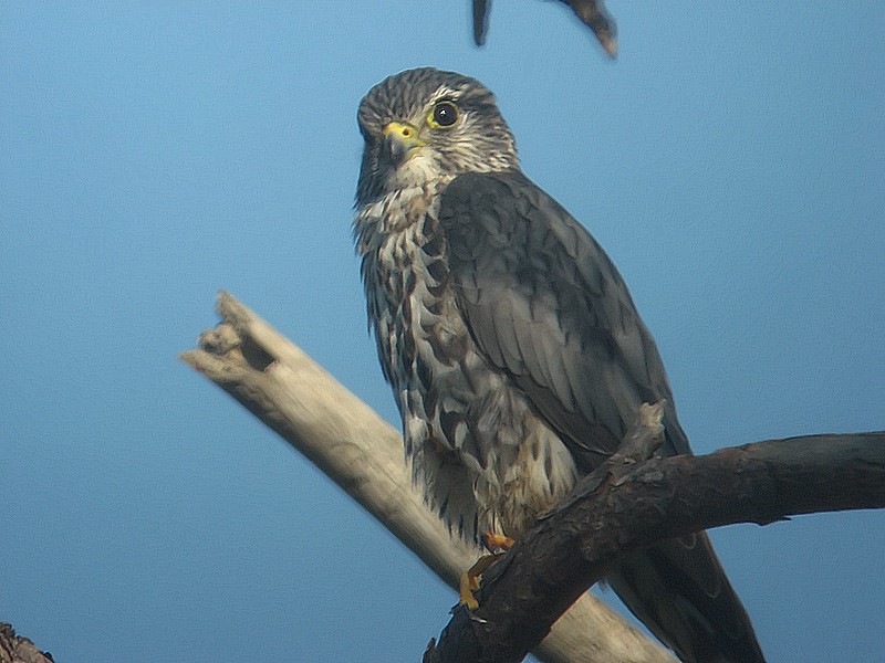 male merlin?