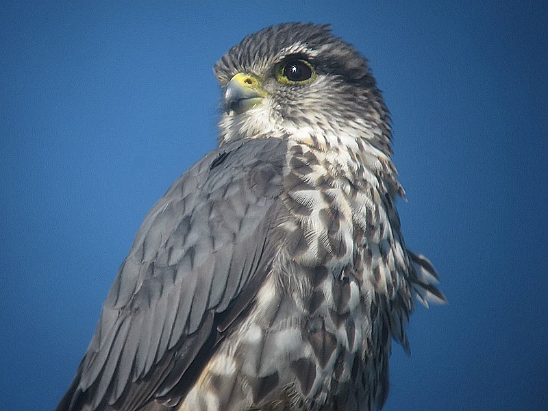 merlin?