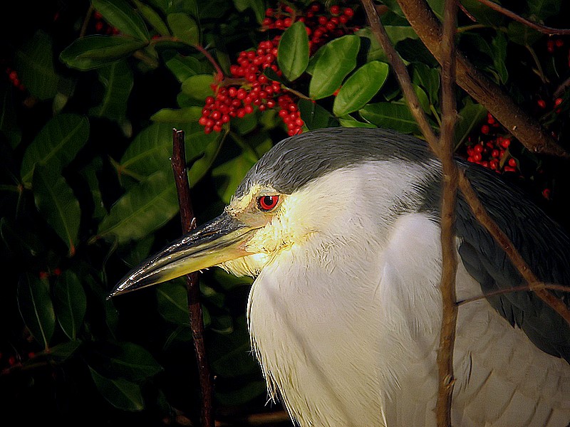 night heron