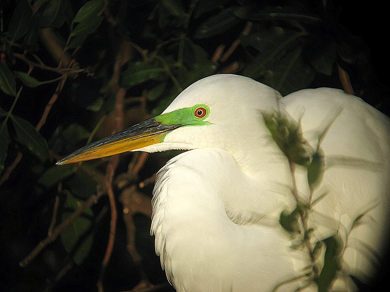 great egret