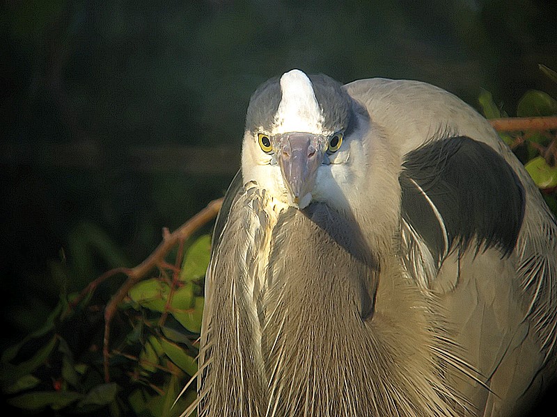 great blue heron