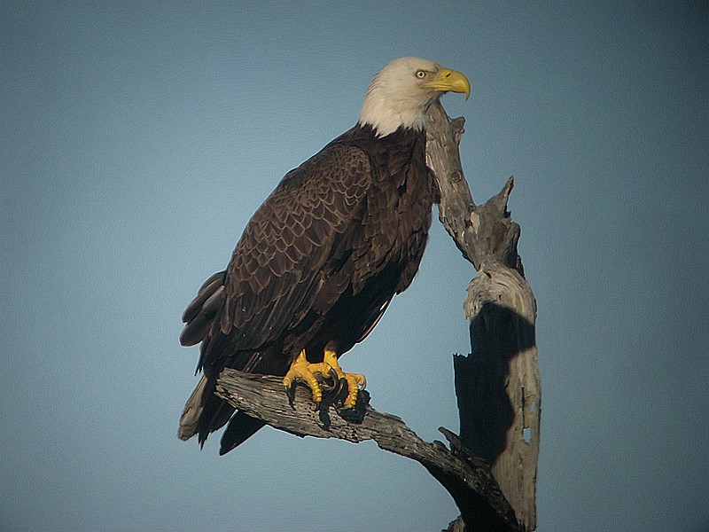 bald eagle