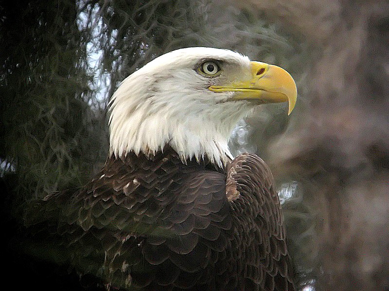 bald eagle