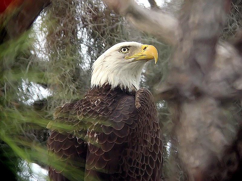 bald eagle