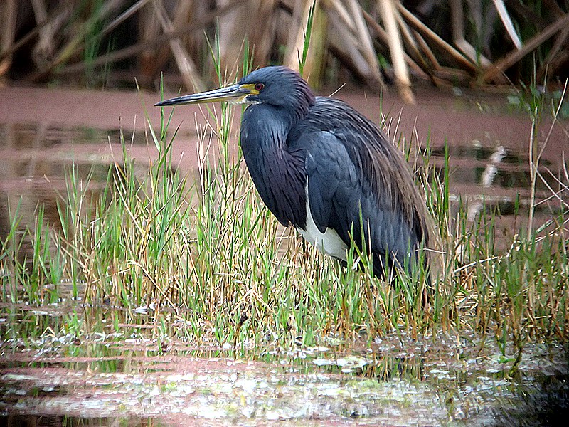 louisana heron