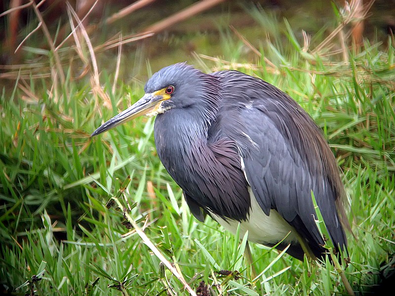 louisana heron