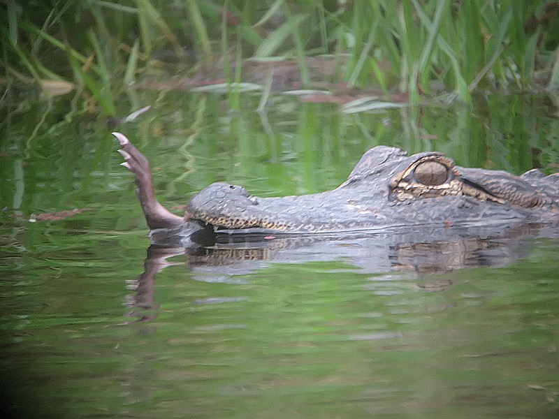 gator with possum foot