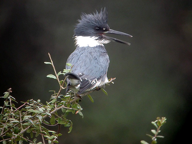 kingfisher in marsh