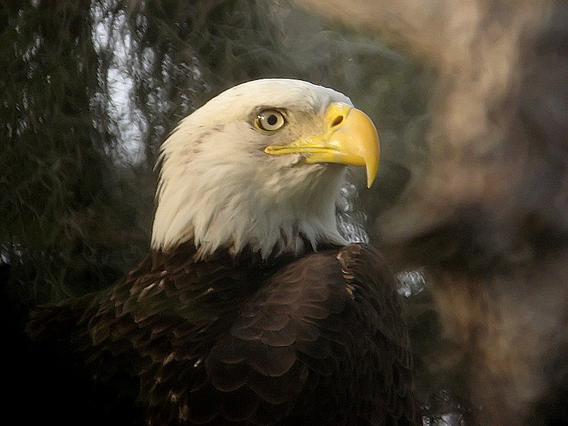 bald eagle
