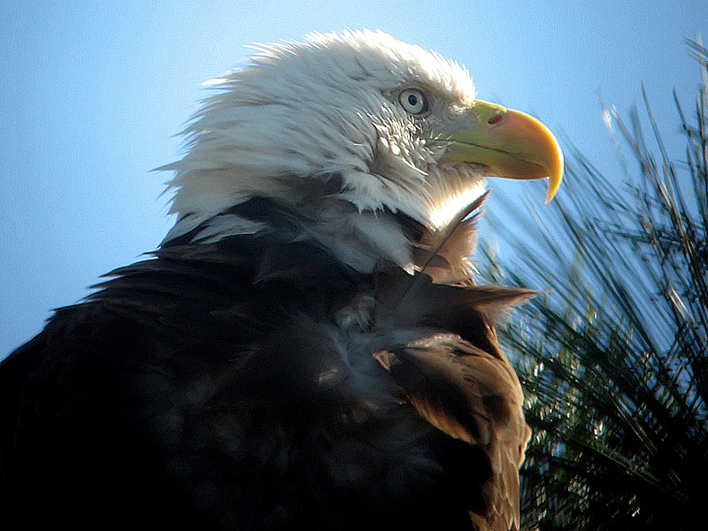 bald eagle