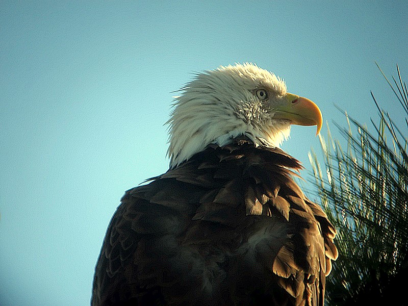 bald eagle
