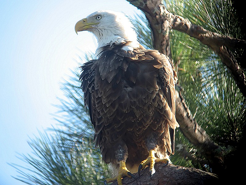bald eagle