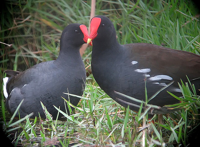 gallinules