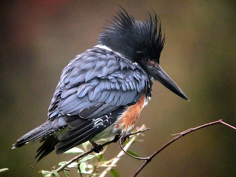 female kingfisher