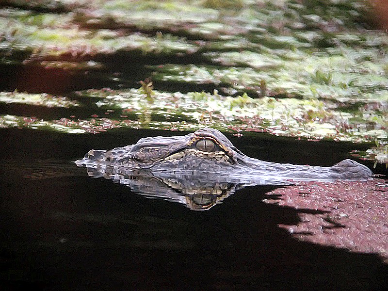 guardian of the marsh