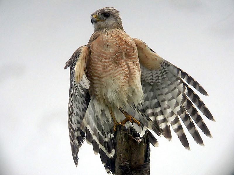 wet red shoulder hawk
