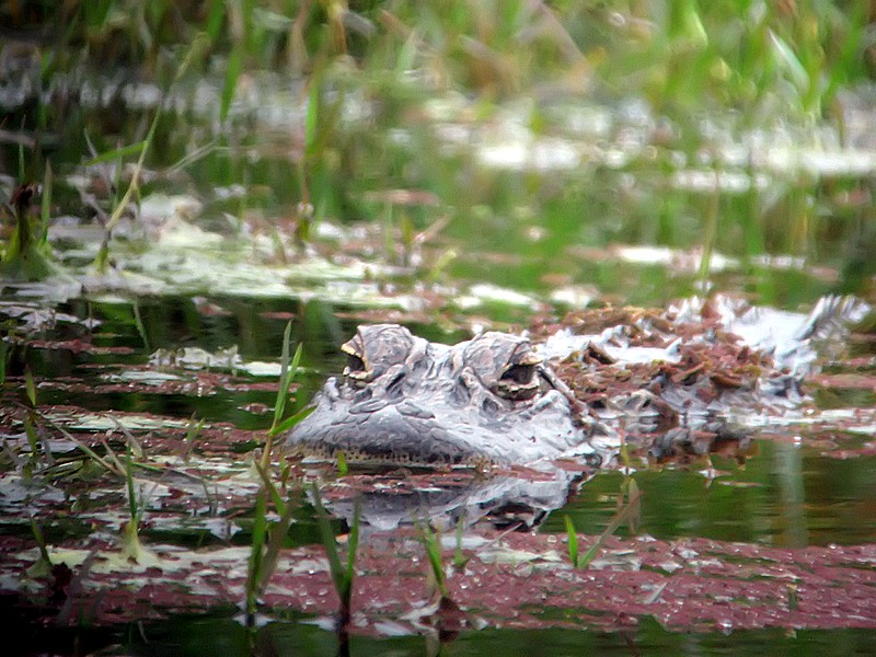 another gator in the marsh