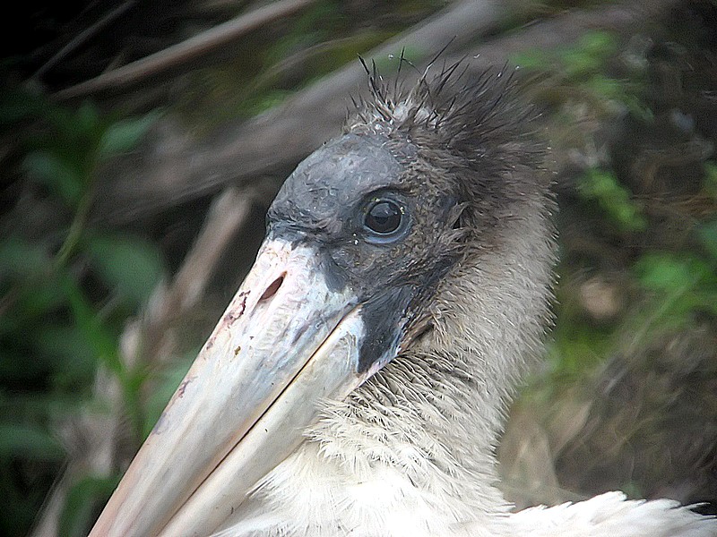 wood stork close-up