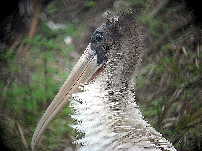 woodstork