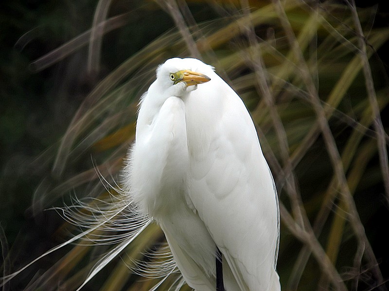 great egret