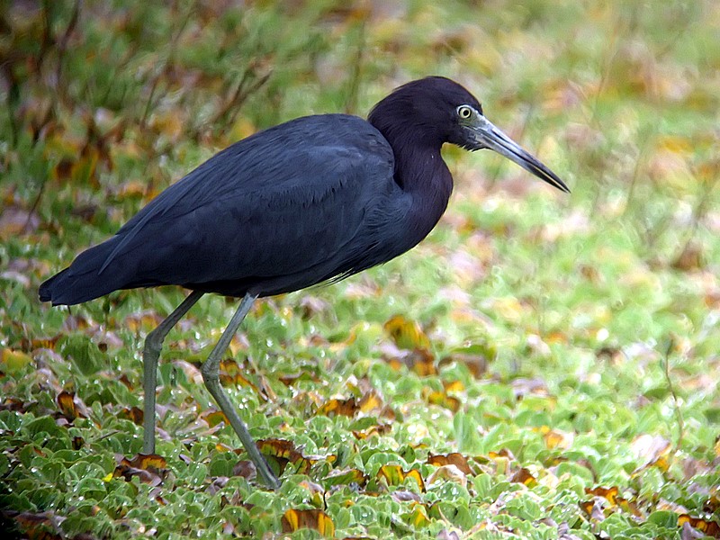 little blue heron