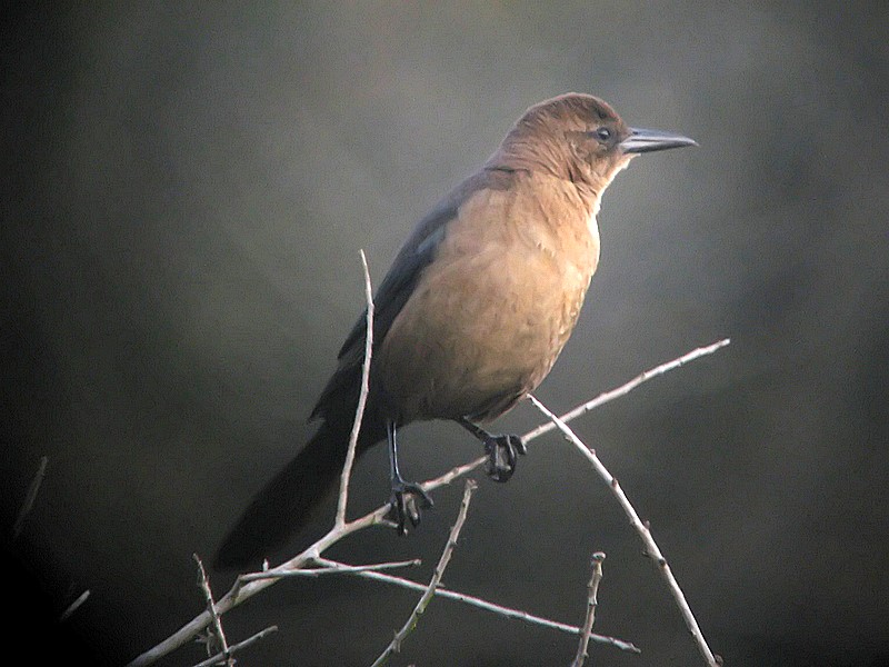 cowbird