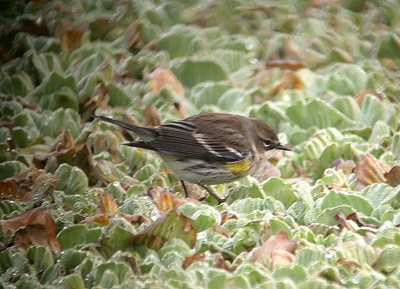warbler