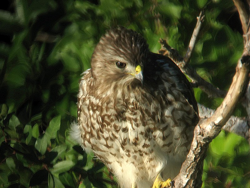 redtail hawk