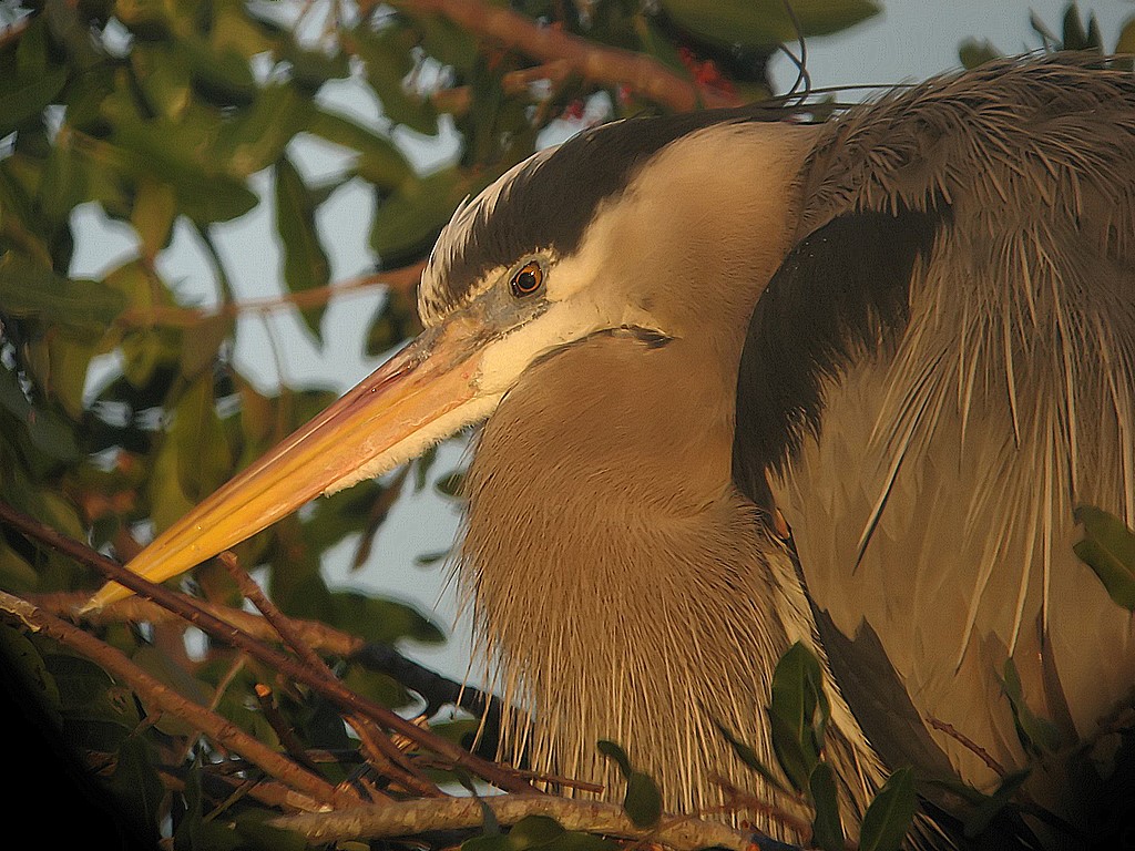 blue heron