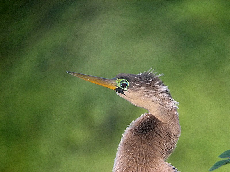 female ahinga