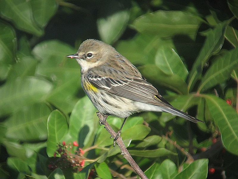 warbler