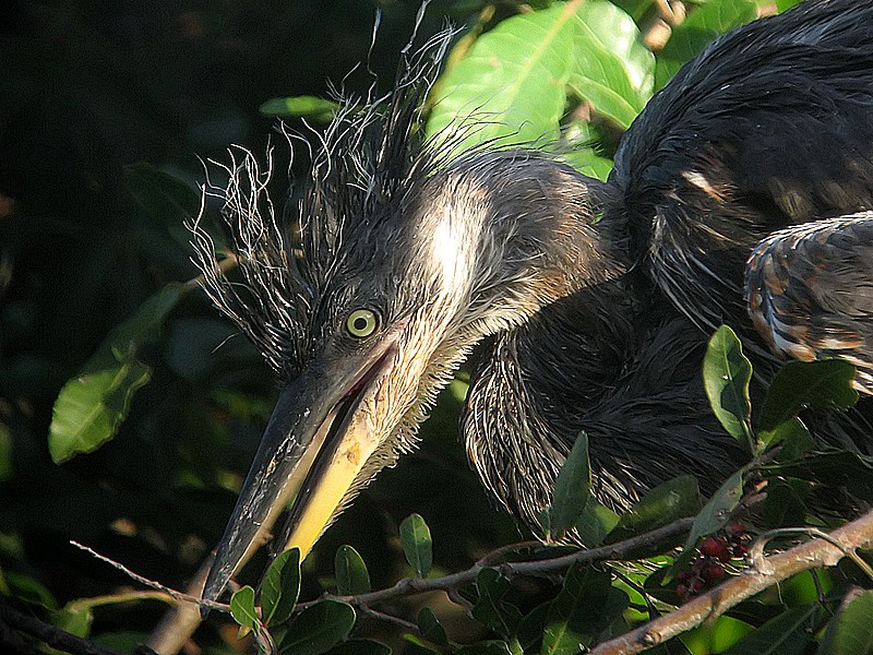 juvenille blue heron