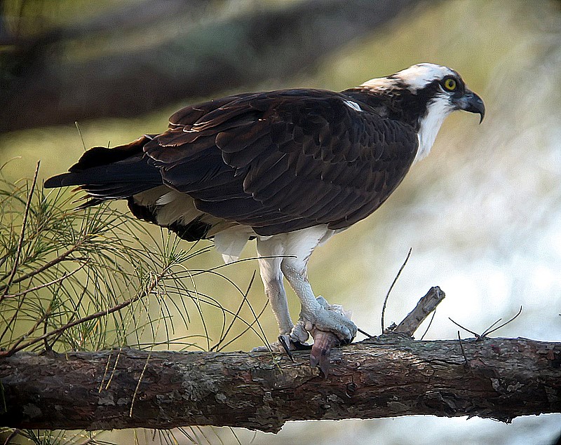 osprey with a fish