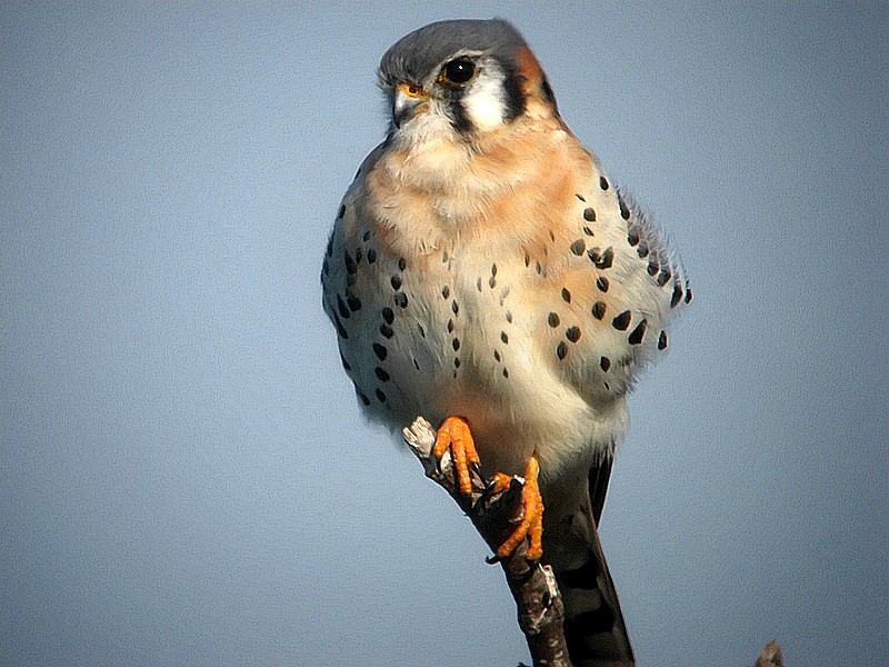 kestrel