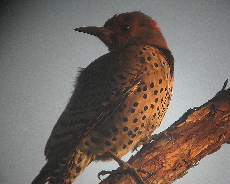 flicker at dawn