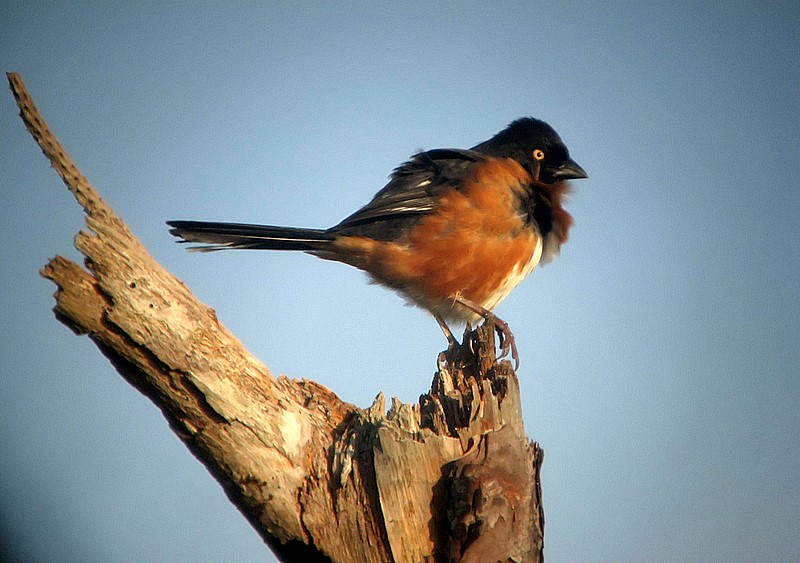 towhee