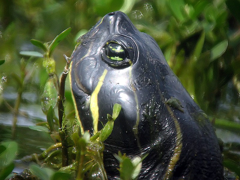happy turtle