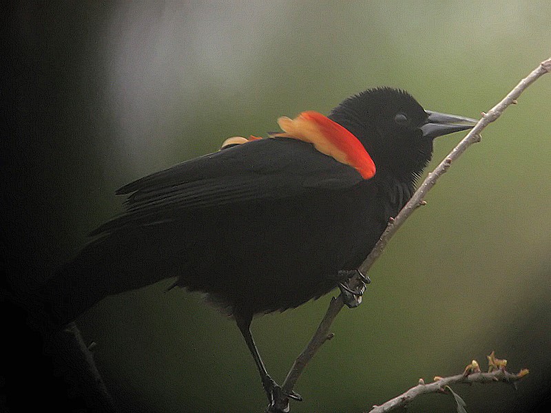 redwing blackbird
