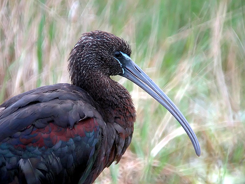 glossy ibis