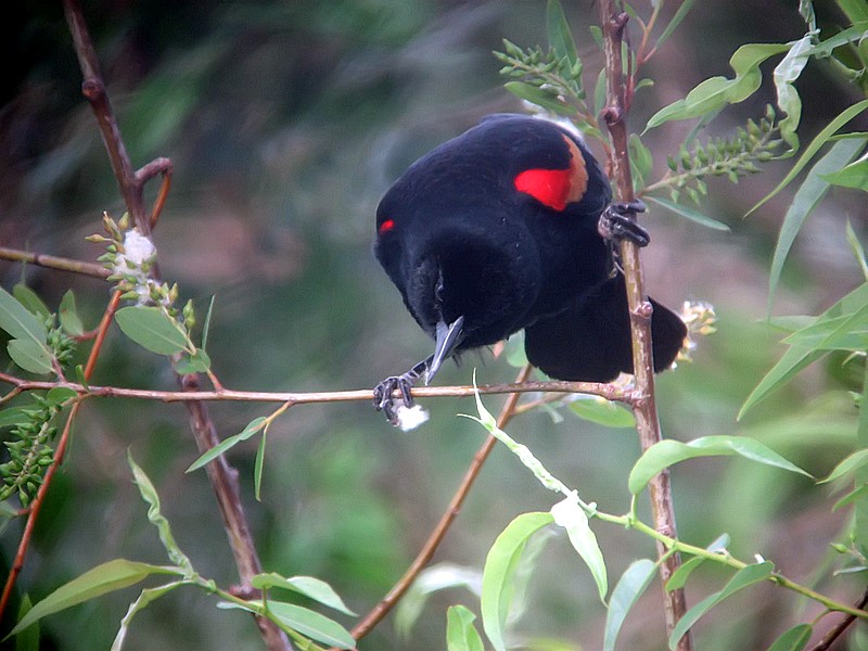 redwing blackbird