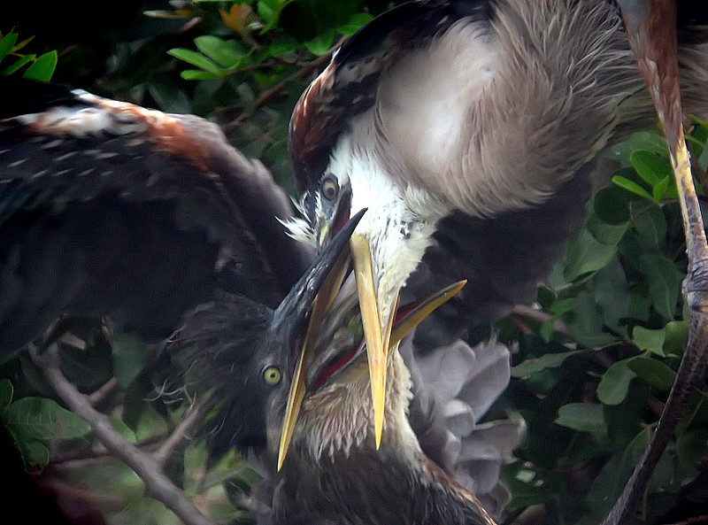 adult blue heron feeding juvenille