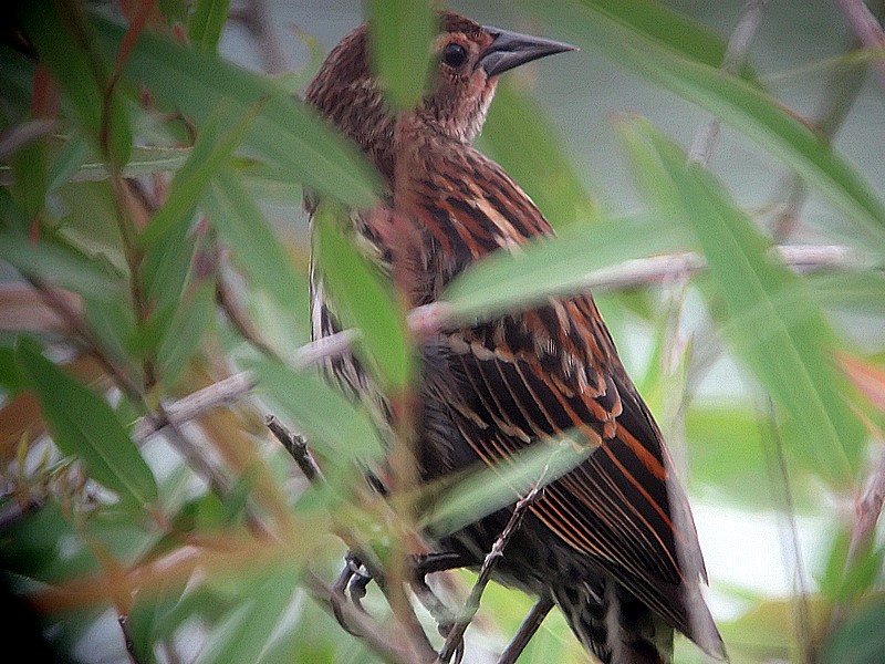 juvenille redwing blackbird